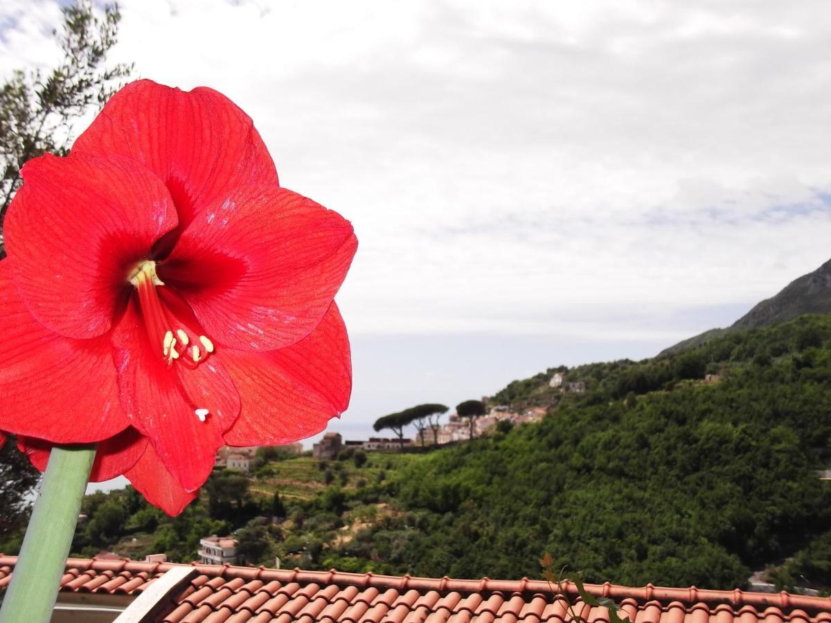 Le Mimose Villa Vietri Eksteriør billede