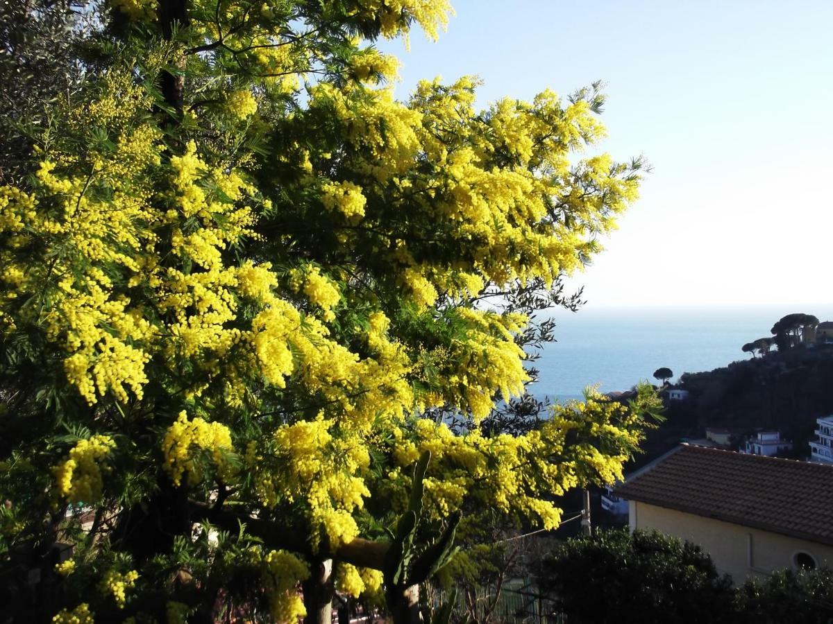 Le Mimose Villa Vietri Eksteriør billede